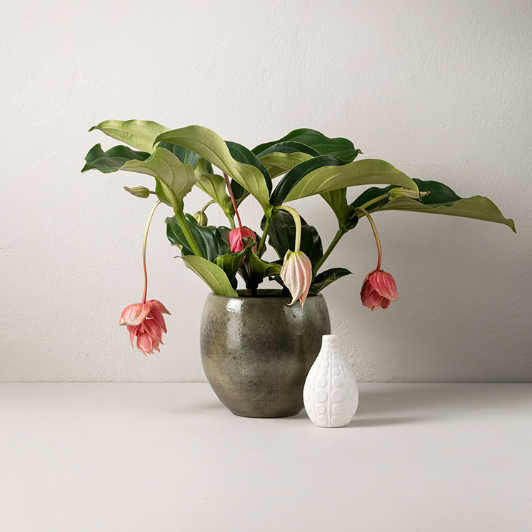 1280024_Medinilla Rosensk&auml;rm_P.jpg