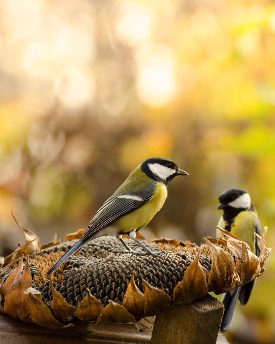 Ta vara på solrosens frön Mata fåglarna.jpg