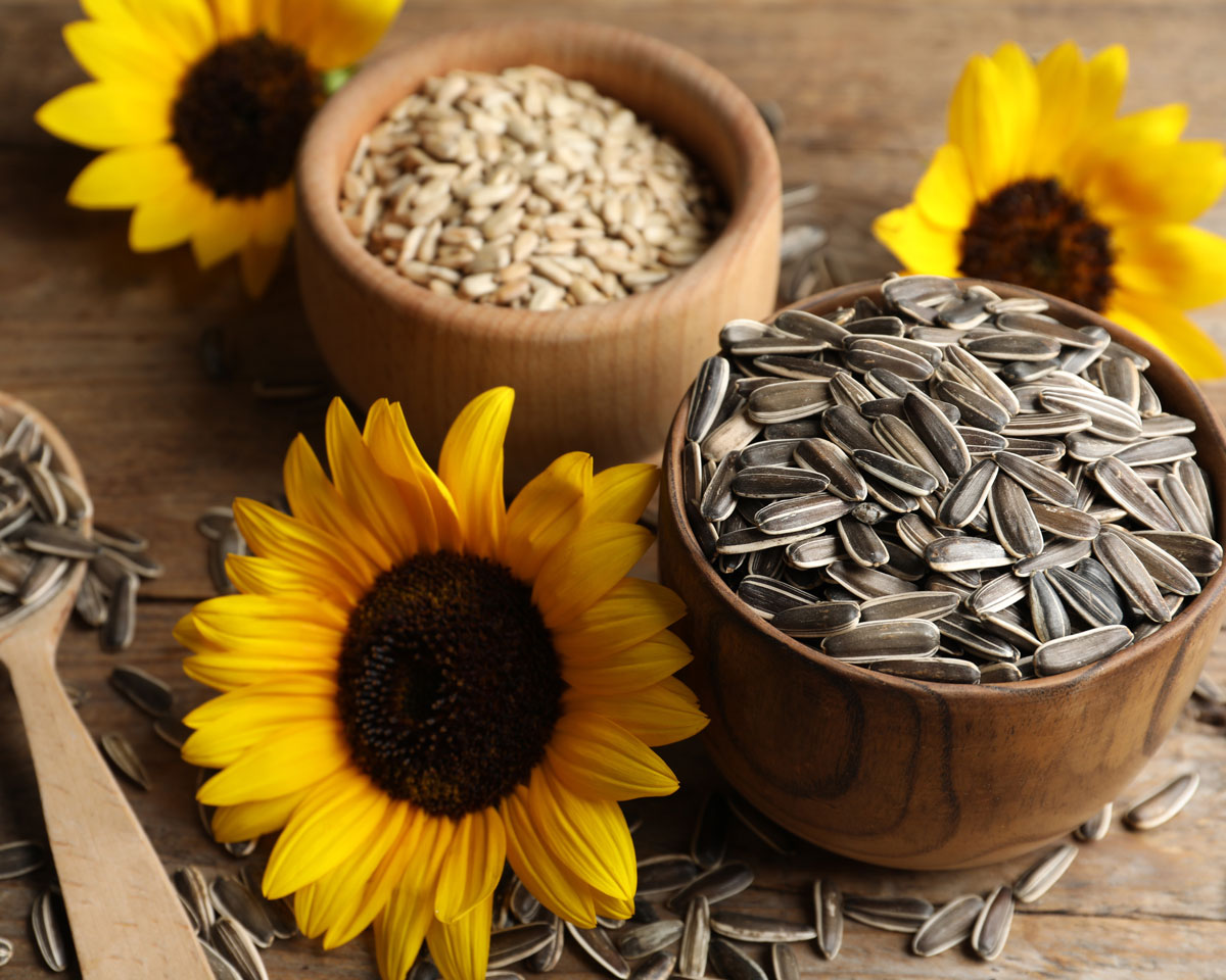 Ta vara på solrosens frön Solrosfrön som snacks.jpg